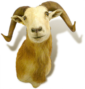 Hunting trophies and animal mounts can be restored by Ram Leather Care in Detroit, Michigan