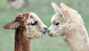 Alpaca rugs and scarves deserve the special cleaning we can give them