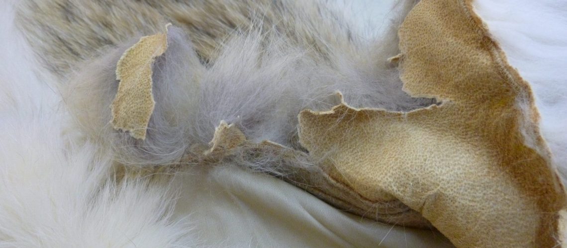 Dry Rotted Fur