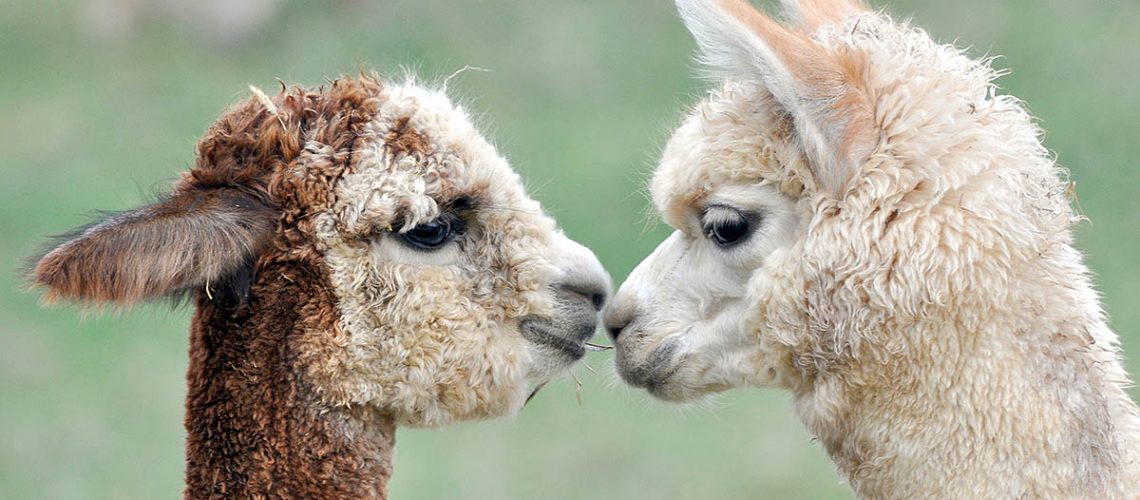Alpaca rugs and scarves deserve the special cleaning we can give them